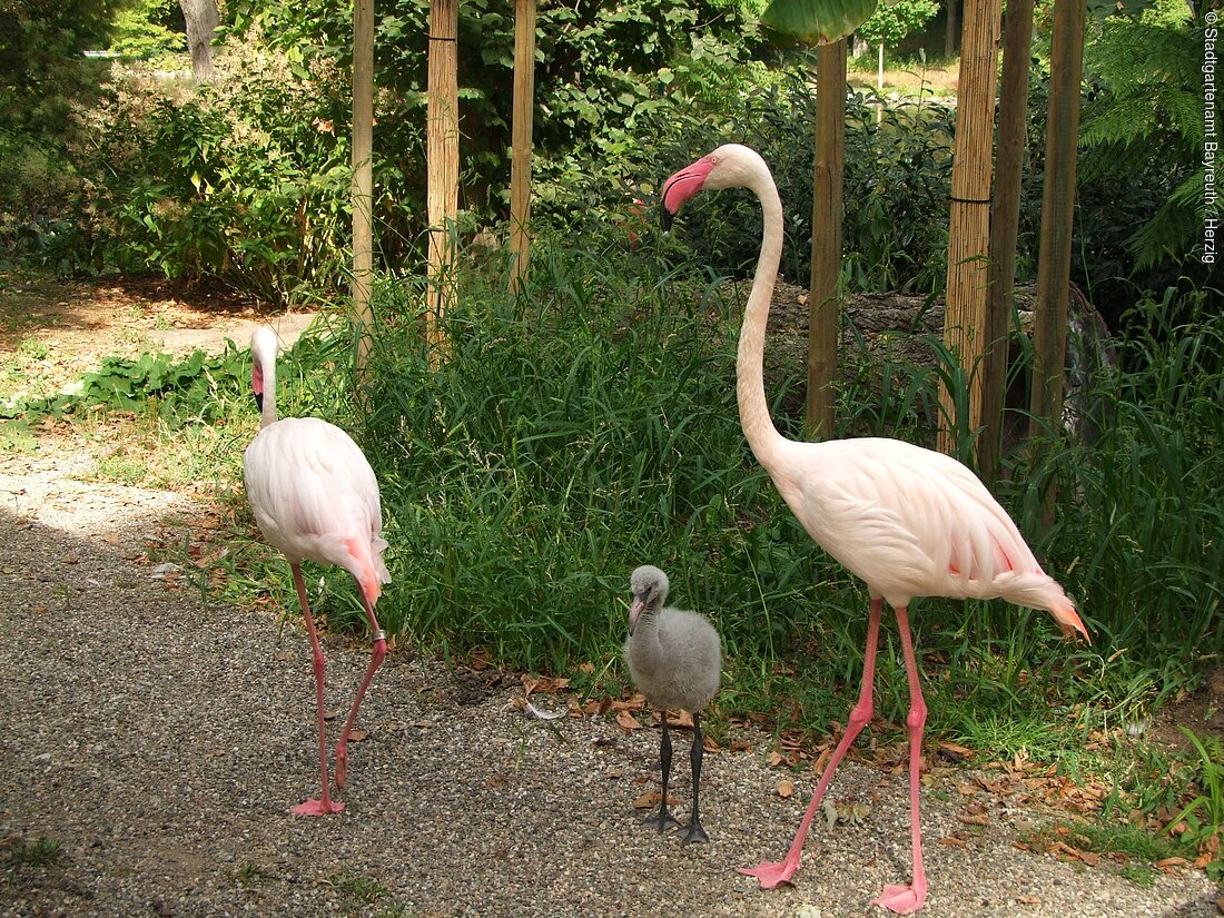 Flamingos im Tierpark Röhrensee