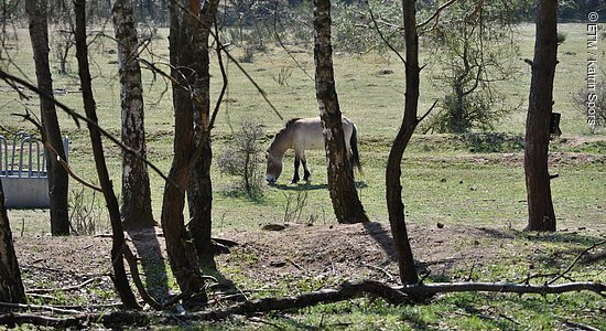 Wildpferde im Walderlebniszentrum Tennenlohe (Erlangen, Städteregion Nürnberg)