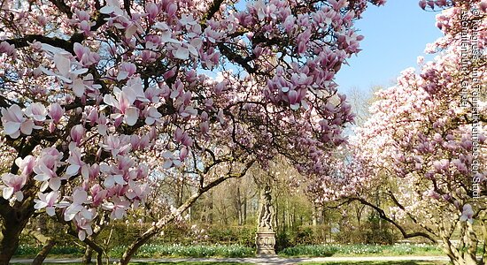 Magnolienblüte (Aschaffenburg, Spessart-Mainland)